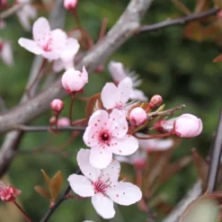 Prunus Cerasifera 'Nigra' (BLODBLOMME) Salgsstørrelse: 6-8 Cm