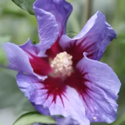 Hibiscus Syr. 'Oiseau Bleu' (SYRISK ROSE) 30-40 Cm