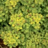 SPIRAEA BETULIFOLIA 'TOR GOLD' (Gul Birkebladet Spiræa), 3,5 L Potte