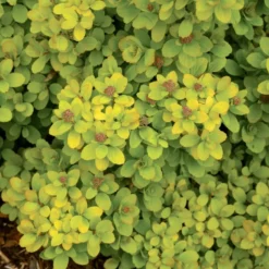 SPIRAEA BETULIFOLIA 'TOR GOLD' (Gul Birkebladet Spiræa), 3,5 L Potte