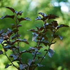 PHYSOCARPUS Opu. 'MIDNIGHT'® C5 (Amerikansk Blærespiræa), 5 L Potte