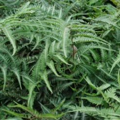 Athytium Niponicum 'Pewter Lace' (Nipponfjerbregne)