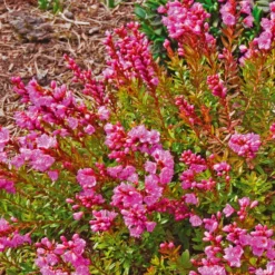 X Phylliopsis 'Pinocchio' (Pinocchio)