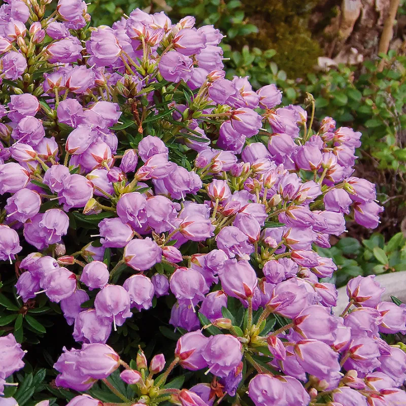 X Phylliopsis 'Sprite' (Sprite)