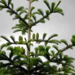 Abies Nordmanniana (Nordmannsgran) - Salgshøjde: 100-120 Cm 10 L Potte