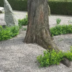 EUONY. F. Norðîc® 'GREEN CHOIZ®' (Opret Benved), Salgshøjde: 10 Cm Potte 15-20 Cm