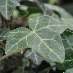 Hedera Helix Norðîc® 'Hevil' (Småbladet Vedbend), Salgshøjde: 60- Cm