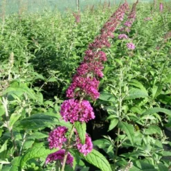 Buddleia Dav. 'Pink Delight' (Sommerfuglbusk), Salgshøjde: BUSKE