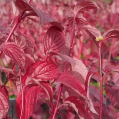 Cornus Alba 'Sibirica' (Hvid Kornel (Rødgrenet Kornel)), Salgshøjde: BUSKE