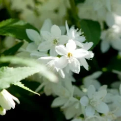 Deutzia Gracilis (Japansk Stjernetop), Salgshøjde: BUSKE