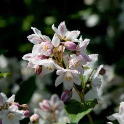 Deutzia Rosea 'Carminea' (Stjernetop), Salgshøjde: BUSKE