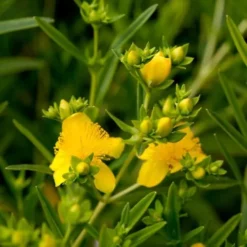 Hypericum Kalmianum Norðîc® 'Gemo' (Perikon), Salgshøjde: BUSKE