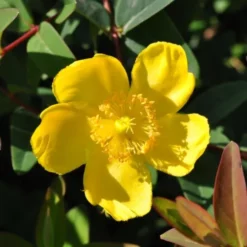 Hypericum Hook. 'Hidcote' (Perikon), Salgshøjde: BUSKE