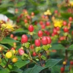 Hypericum Inod. Norðîc® 'Red Choiz®' (Storfrugtet Perikon), Salgshøjde: BUSKE