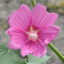 Lavatera 'Burgundy Wine' (Mamelukærme), Salgshøjde: BUSKE