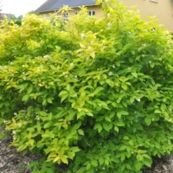 Philadelp. Caucasicus 'Aureus' (Uægte Jasmin), Salgshøjde: BUSKE