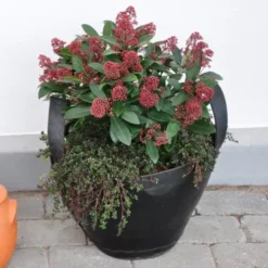 Skimmia Jap. 'Rubella': (Skimmia), Salgshøjde: 15-20 Cm