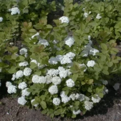 Spiraea Betulifolia (Spiræa), Salgshøjde: BUSKE