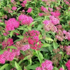 Spiraea Bum. 'Anthony Waterer' (Spiræa), Salgshøjde: BUSKE
