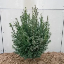 Taxus Baccata (Alm. Taks), Salgshøjde: 45 X 45 Cm I 15 Liters Potte