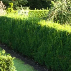 Taxus Baccata Brande Select ’TANY0109’ PBR, Salgshøjde: 100-125 Cm