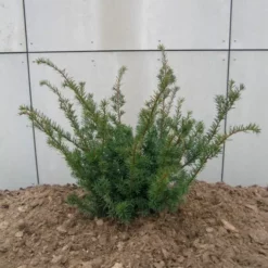 Taxus Media 'Farmen' (Taks), Salgshøjde: 30-40 Cm