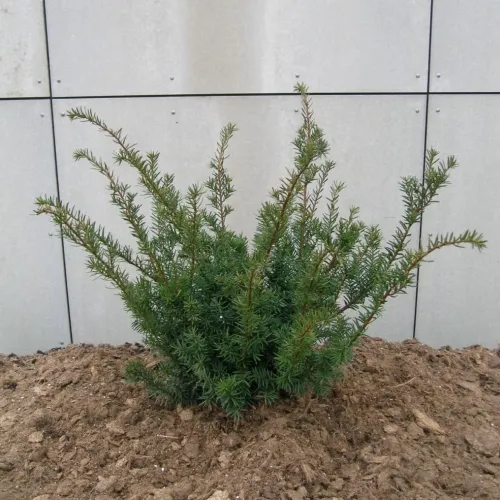 Taxus Media 'Farmen' (Taks), Salgshøjde: 30-40 Cm