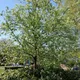 Pyrus Communis (Vild Pære) Salgshøjde: 30-50 Cm. (Barrodet Bundt M/10 Stk)