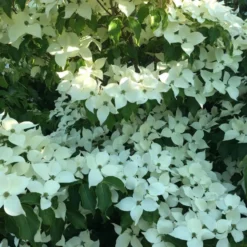 Cornus Kousa 'China Girl' (KOREAKORNEL) Højde 150-175 Cm