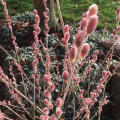 Salix Gracilistyla 'Mount Aso' (PIL) Salgshøjde: Potte