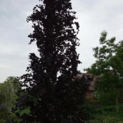 Fagus Syl. 'Dawyck Purple' (RØDBLADET SØJLEBØG) Højde 200-250 Cm