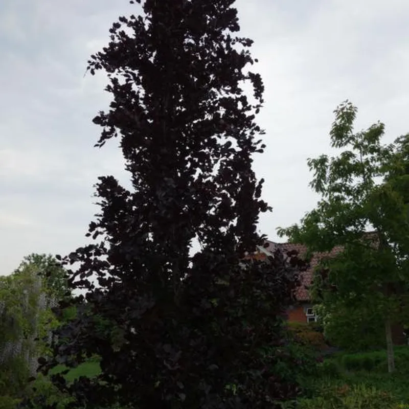 Fagus Syl. 'Dawyck Purple' (RØDBLADET SØJLEBØG) Højde 200-250 Cm