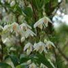 Styrax Japonicus 'June Snow' (SNEKLOKKEBLOMST) Salgshøjde: Potte 6 L